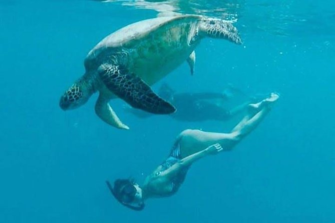 Waikiki Turtle Snorkel Adventure With Manakai Catamaran - Snorkeling Equipment and Requirements