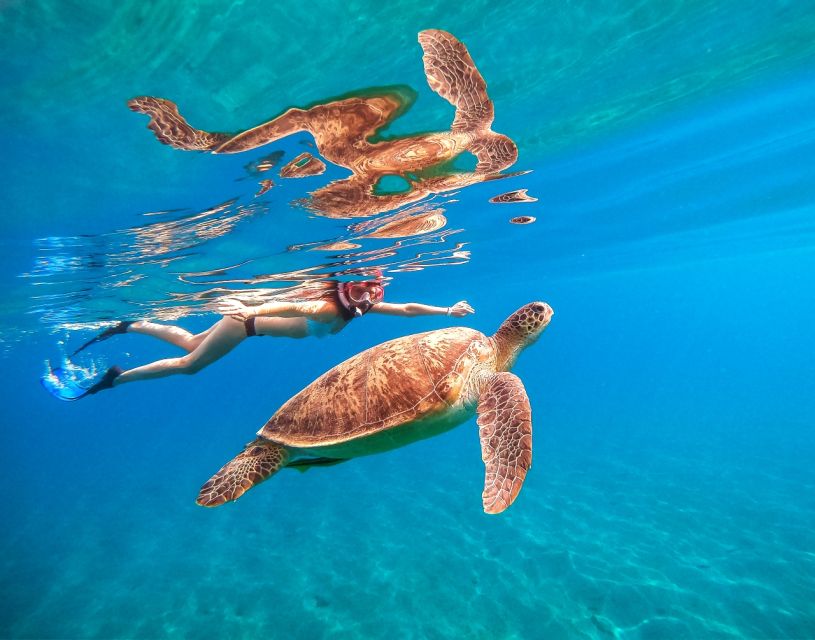 Waikiki: Turtle Snorkeling Cruise With 20FT Jumping Platform - Marine Life Encounters