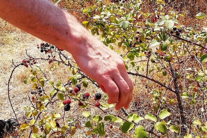 Walk on the Alentejo Cork Forest With Optional Lunch - Cancellation Policy