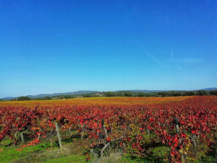 Walk the Cork Forest Experience Pack - Winery Visit and Tasting