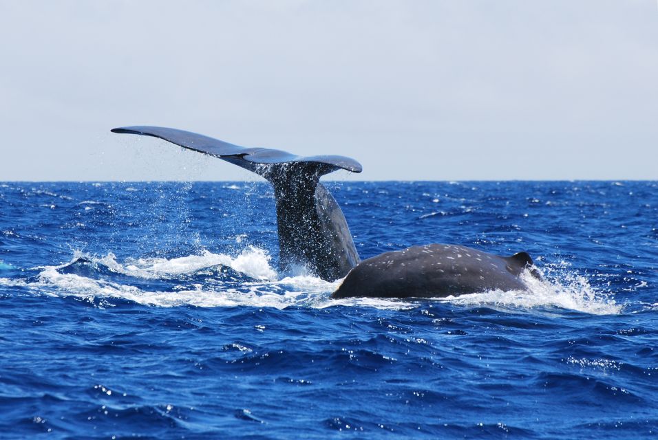 Whale and Dolphin Watching With Vila Franca Islet Visit - Vila Franca Do Campo Islet