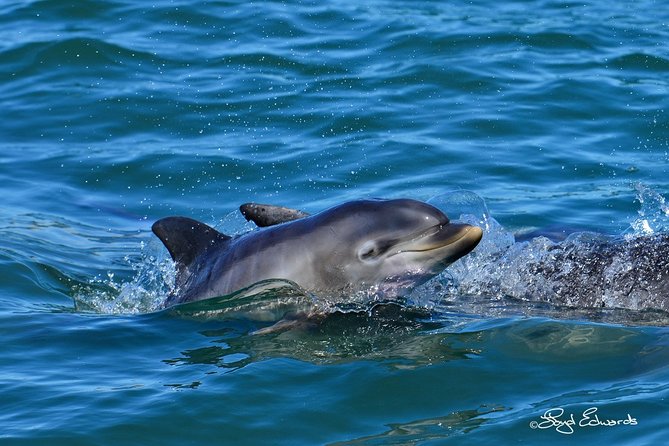 Whale, Dolphin & Penguin Island Cruise - Cancellation Policy