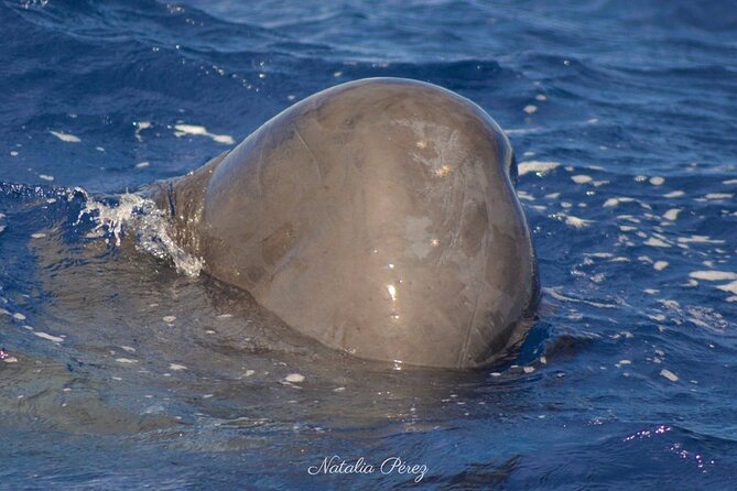 Whale Watching Activity in North Coast - Cancellation Policy