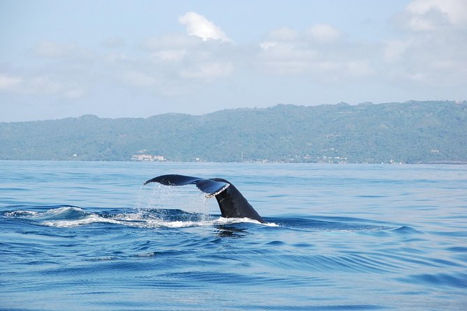 Whale Watching and Bacardi Island Day Trip From Punta Cana - Whale Watching Experience