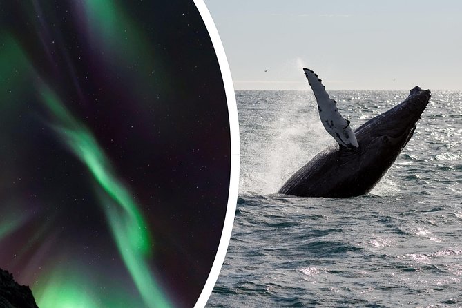 Whale Watching and Northern Lights Half-Day Combo Tour - Confirmation and Accessibility