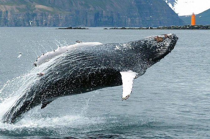 Whale Watching and Sea Angling Tour - Whale Sightings