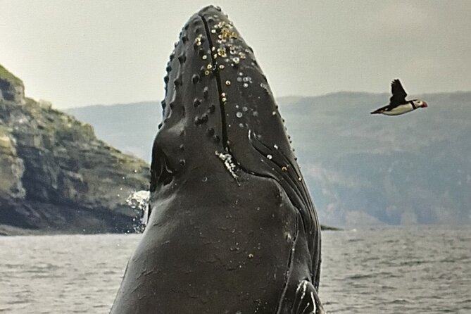 Whale Watching, Shark and Cod Fishing, From St. Johns Harbor - Navigating the St. Johns Harbor