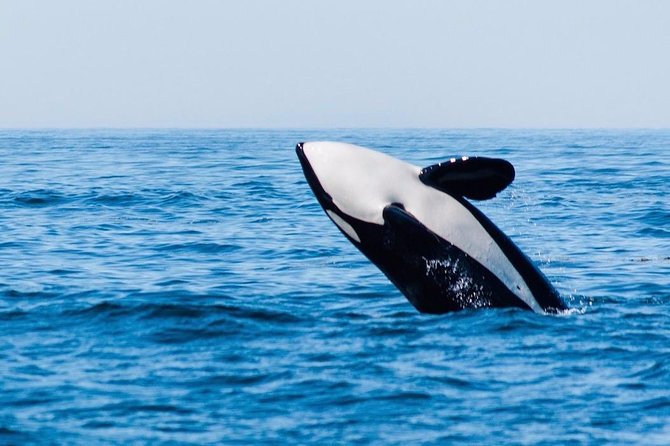 Whale Watching & Sightseeing Tour in Ucluelet, Vancouver Island - Meeting Point and Pickup