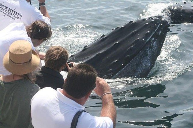 Whale Watching Tour in Gloucester - Tour Inclusions and Conditions