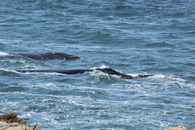 Whale Watching Walking Tours (Land-Based) - From JUNE - Accessibility Information