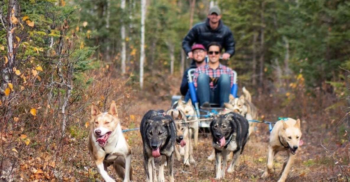 Willow: Summer Dog Sledding Ride in Alaska - Dog-Powered Carts and Immersive Sounds