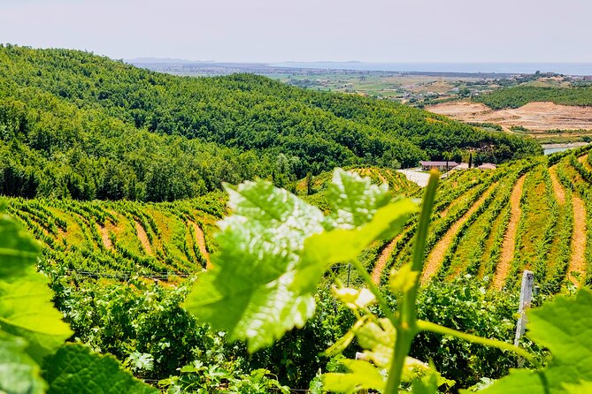 Wine Tasting & Vineyards Tour From Durres - Vineyard Exploration