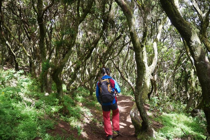 Wonderful Hike Through the Magic Forest of Tenerife - Participant Requirements