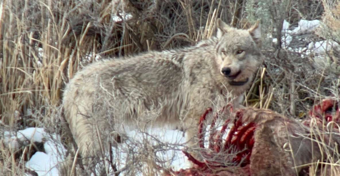 Yellowstone: Full-Day Private Guided Tour by Car With Lunch - Highlighted Experiences