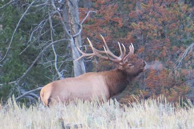 Yellowstone National Park - Full-Day Lower Loop Tour From Jackson - Itinerary Highlights