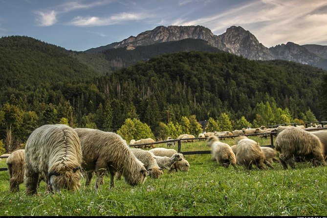 Zakopane & Thermal Springs: Private Tour - Cancellation Policy