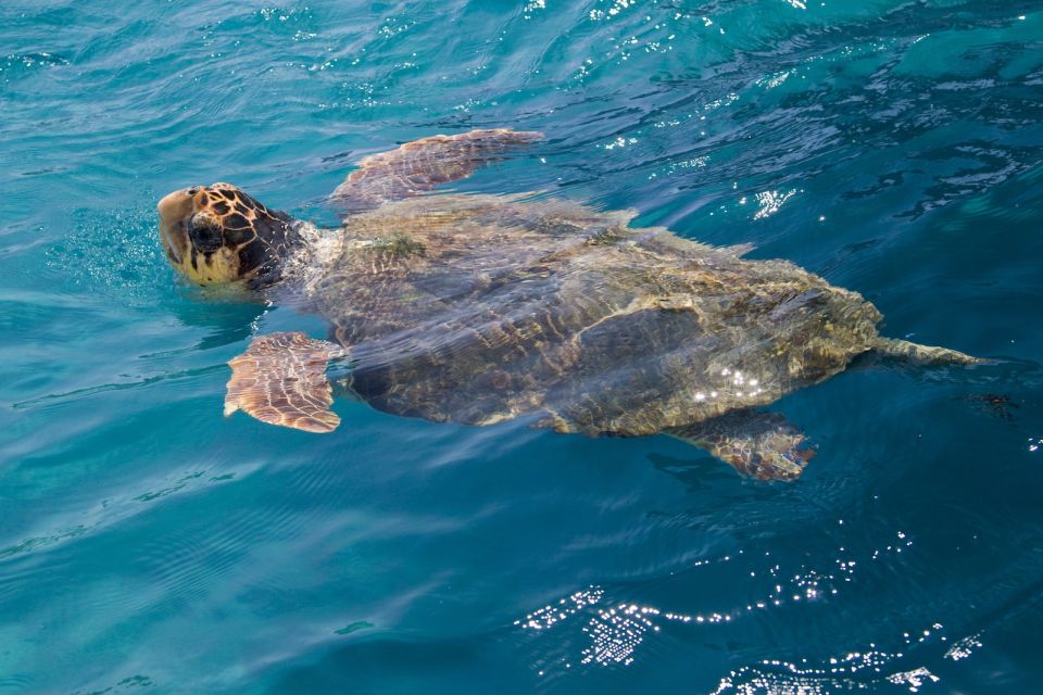 Zakynthos: Guided Boat Tour to Turtle Island With Swimming - Inclusions