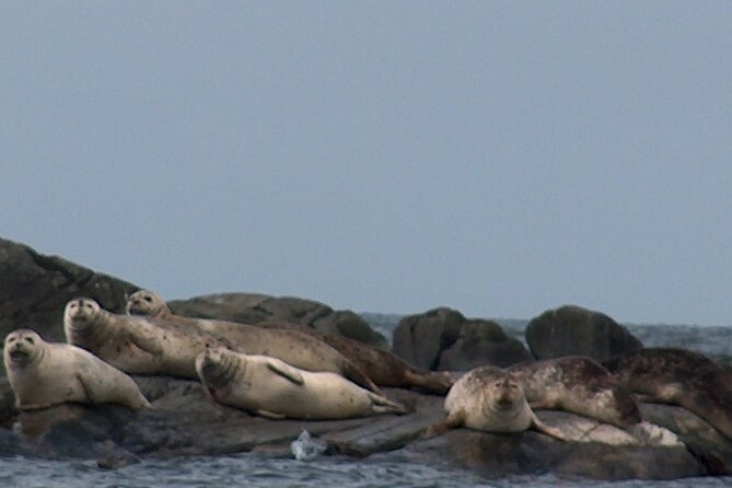 Zodiac Discovery of the Kamouraska Islands - What to Bring for the Tour