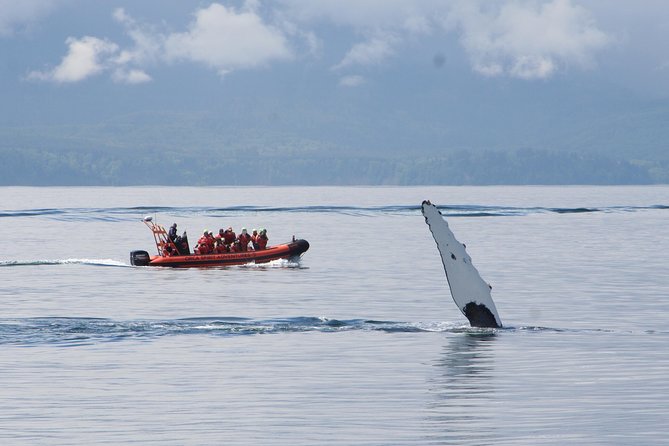 Zodiac Marine Wildlife Excursion From Victoria - Wildlife Spotting Opportunities