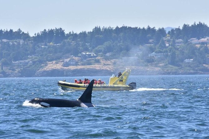 Zodiac Whale Watching Adventure From Victoria - Personalized Experience