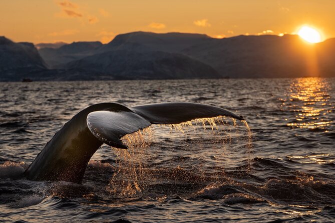 4-Day Guided Whale Adventure: the Greatest ECO Whale Experience in the North - Key Points