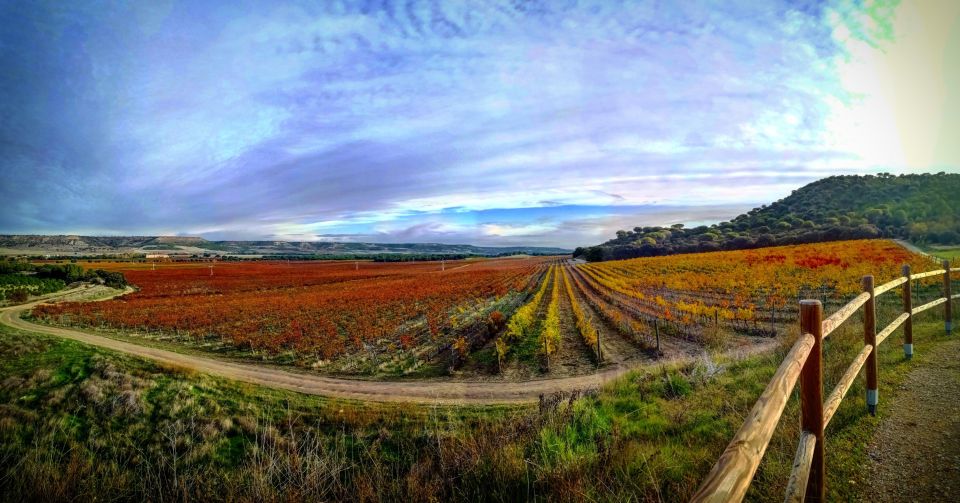 4 Wineries, Comprehensive Ribera Del Duero Winetour - Key Points