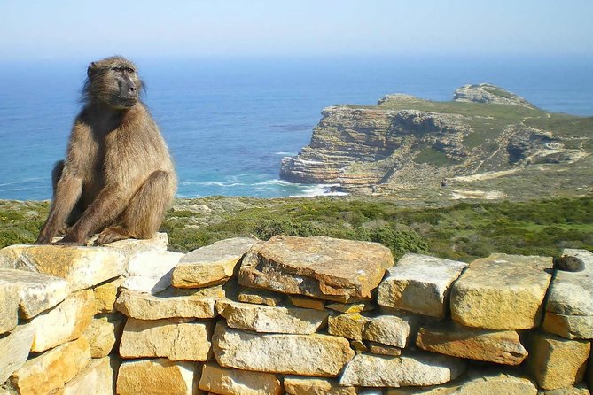 1 Day Cape Point Explore With Boulders Penguins Small Group Tour - Booking Information