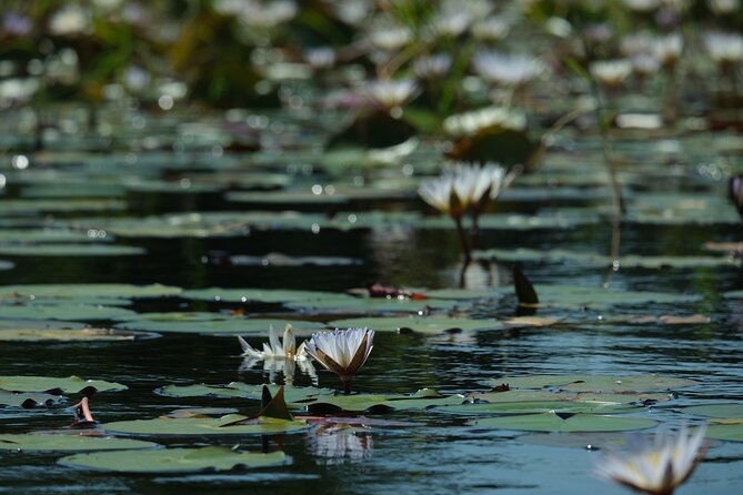 1 Day Okavango Delta Mokoro/Canoe Daytrip - Seasonal Considerations