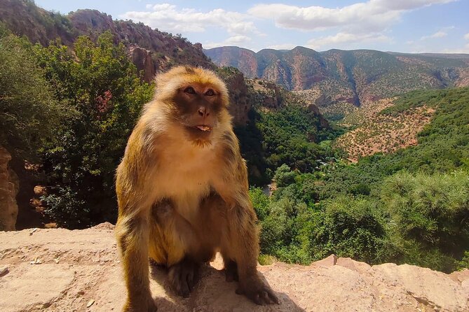 1 Day Tour From Marrakech to Ouzoud Waterfalls Small-Group - Stunning 360-Foot Waterfalls