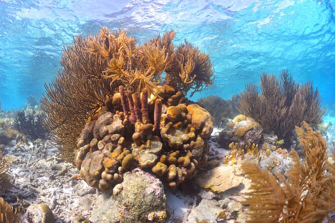 100% Private Sail & Dive From a 45FT Sailing Yacht in Bonaire - Exploring Bonaires Best Dive Spots