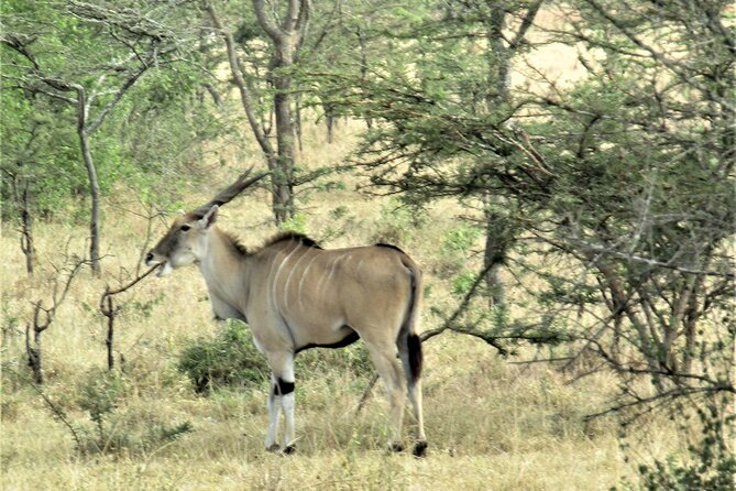 13 Days Private Tour to Discover Ugandas Best Safari - Transportation