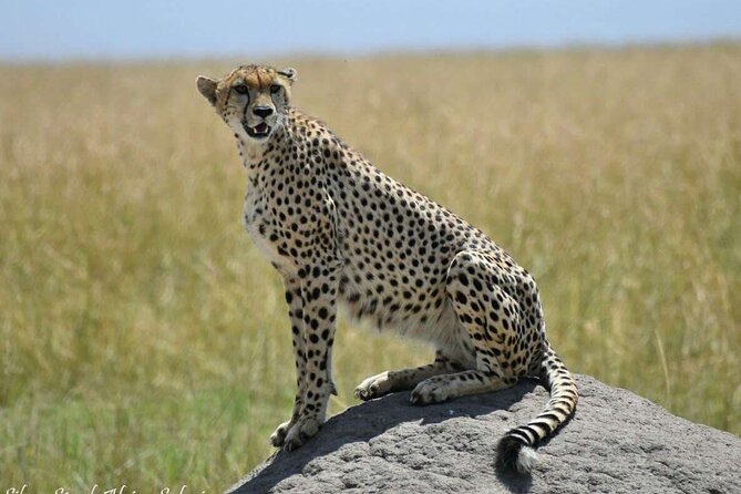 14-Day Serengeti Maasai Mara Amboseli Tarangire Zanzibar - Booking Information and Policies