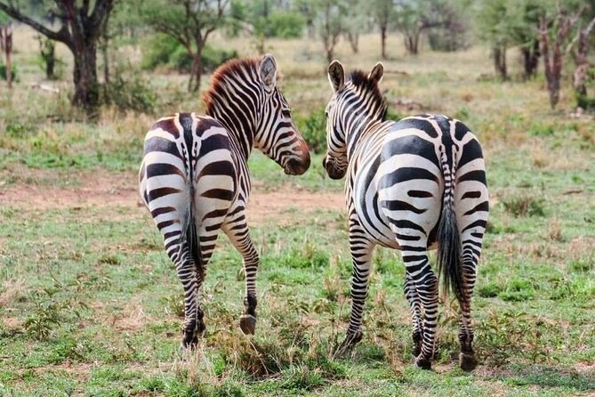 2 Days and 1 Night Mikumi Safari Private Tour - Transportation Details