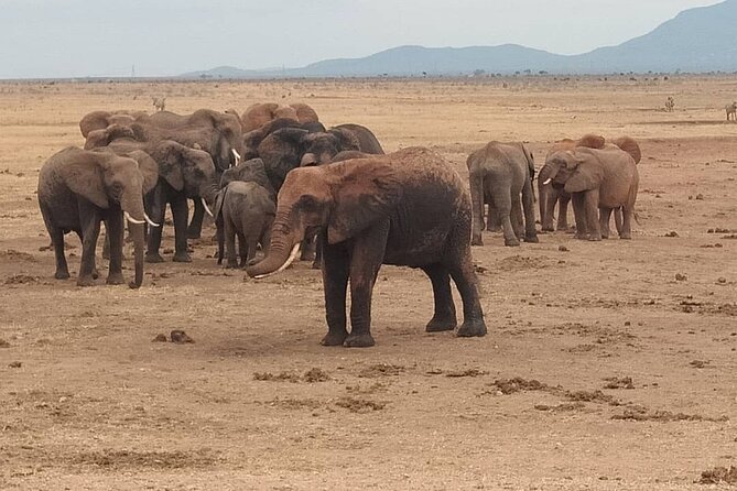 2 Days Safari Tsavo East - Maasai Village Visit