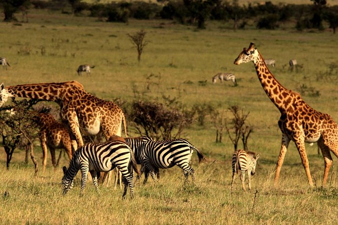 2 Days Tarangire & Ngorongoro Budget Safari Tour Tanzania - Customer Reviews