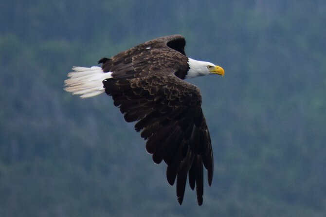 2-Hour Guided Boat Tour From St. Johns - Whale Watching Opportunities