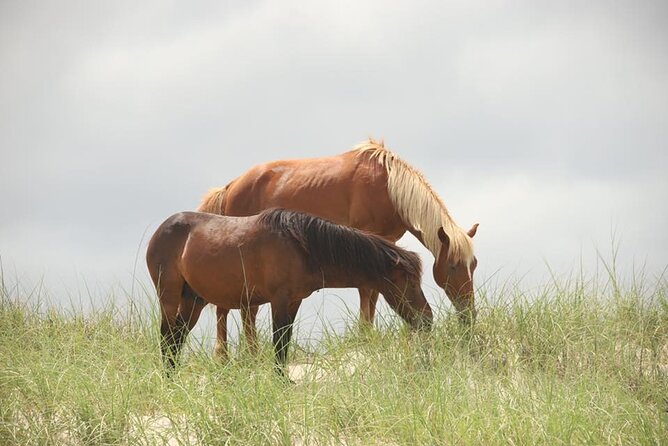 2-hour Outer Banks Wild Horse Tour by 4WD Truck - Duration and Availability