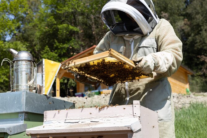 2-Hour Private Guided Activity Discovering Bees in Volterra - Learning About Bee Behavior