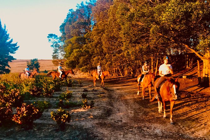 2 Hour Vineyard Trail Ride - Meeting at Vredenheim Wine Estate