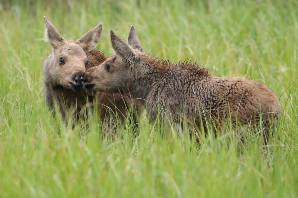 3/4 Day RMNP Mtn to Sky+Bear Lake Rd Tour-RMNPhotographer - Photographic Opportunities