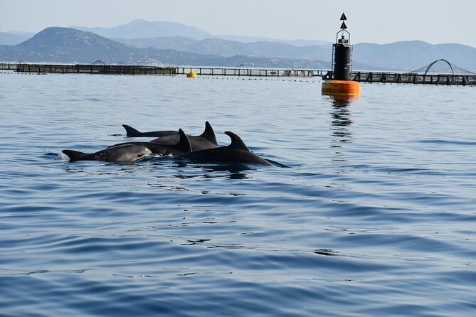 3 and a Half Hours Snorkeling and Dolphin Watching in Figarolo - Cancellation Policy