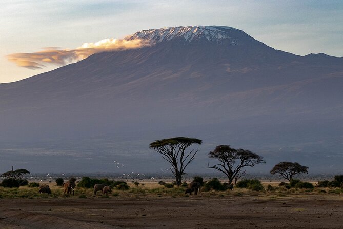 3-Day Amboseli Safari From Nairobi - Traveler Information