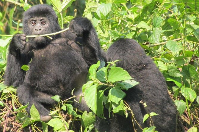 3-Day Gorilla Trekking Budget Safari in Uganda - What to Bring