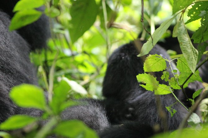 3-Day Gorillas Trekking and Batwa Experience - Accommodation and Meals