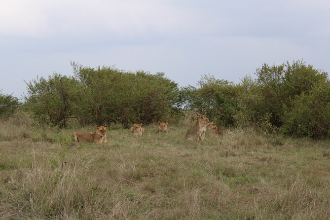 3-Day Maasai Mara Sharing Safari in a 4x4 Land Cruiser Jeep - Experience Highlights