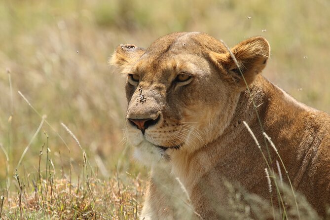 3-Day National Parks Safari From Arusha Including Tarangire - Meeting Point and Start Time