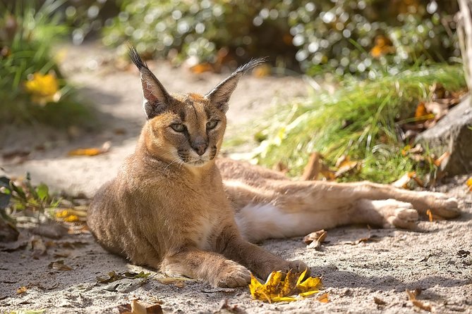 3-Day Tanzania Safari - Tarangire and Ngorongoro Crater - Safari Vehicle and Guide