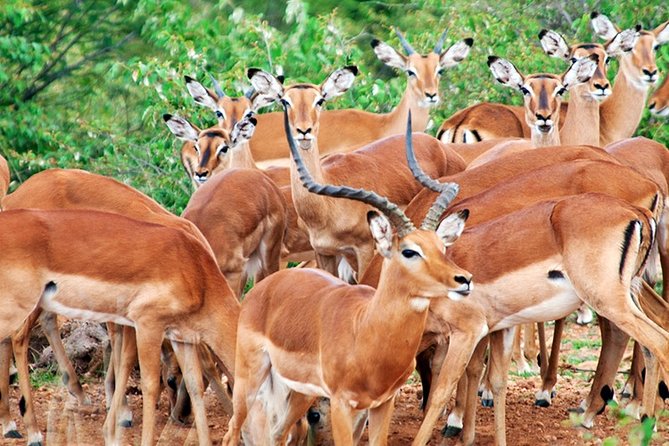 3 Days, 2 Nights Safari - Amboseli National Park and Tsavo West Adventure Safari - Pricing and Reviews