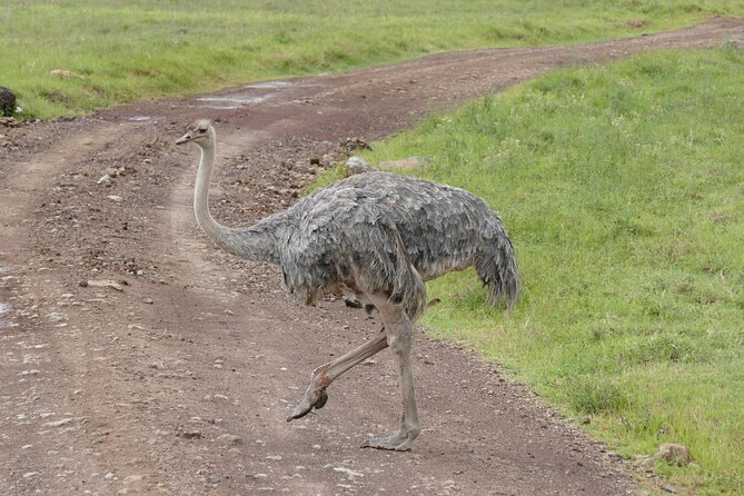 3 Days Safari Serengeti & Ngorongoro Crater - Ngorongoro Crater