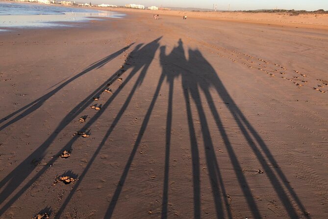 3-Hour Camel Ride at Sunset - Learning About the Region